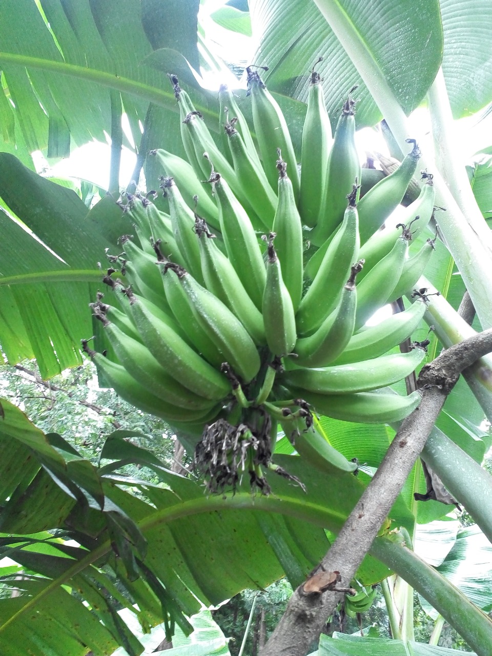 sakthi agro clinic Banana development project