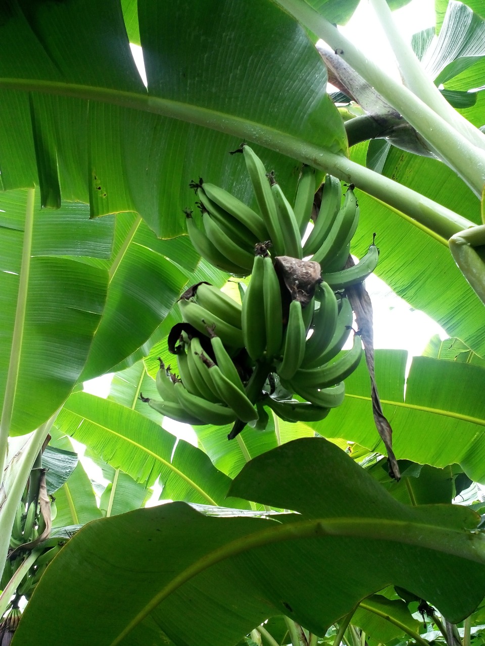 sakthi agro clinic Banana development project