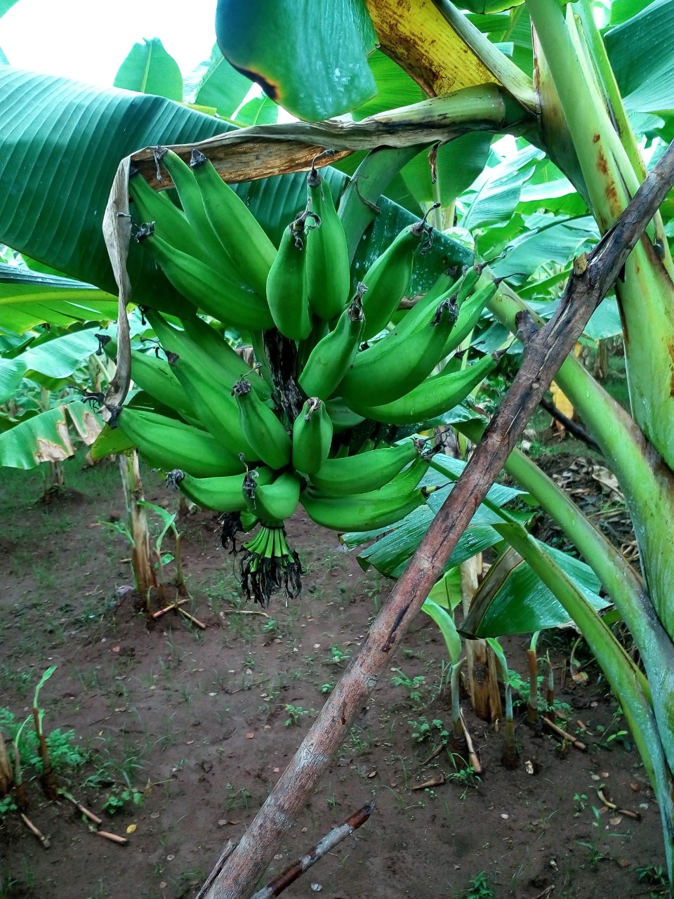 sakthi agro clinic Banana development project