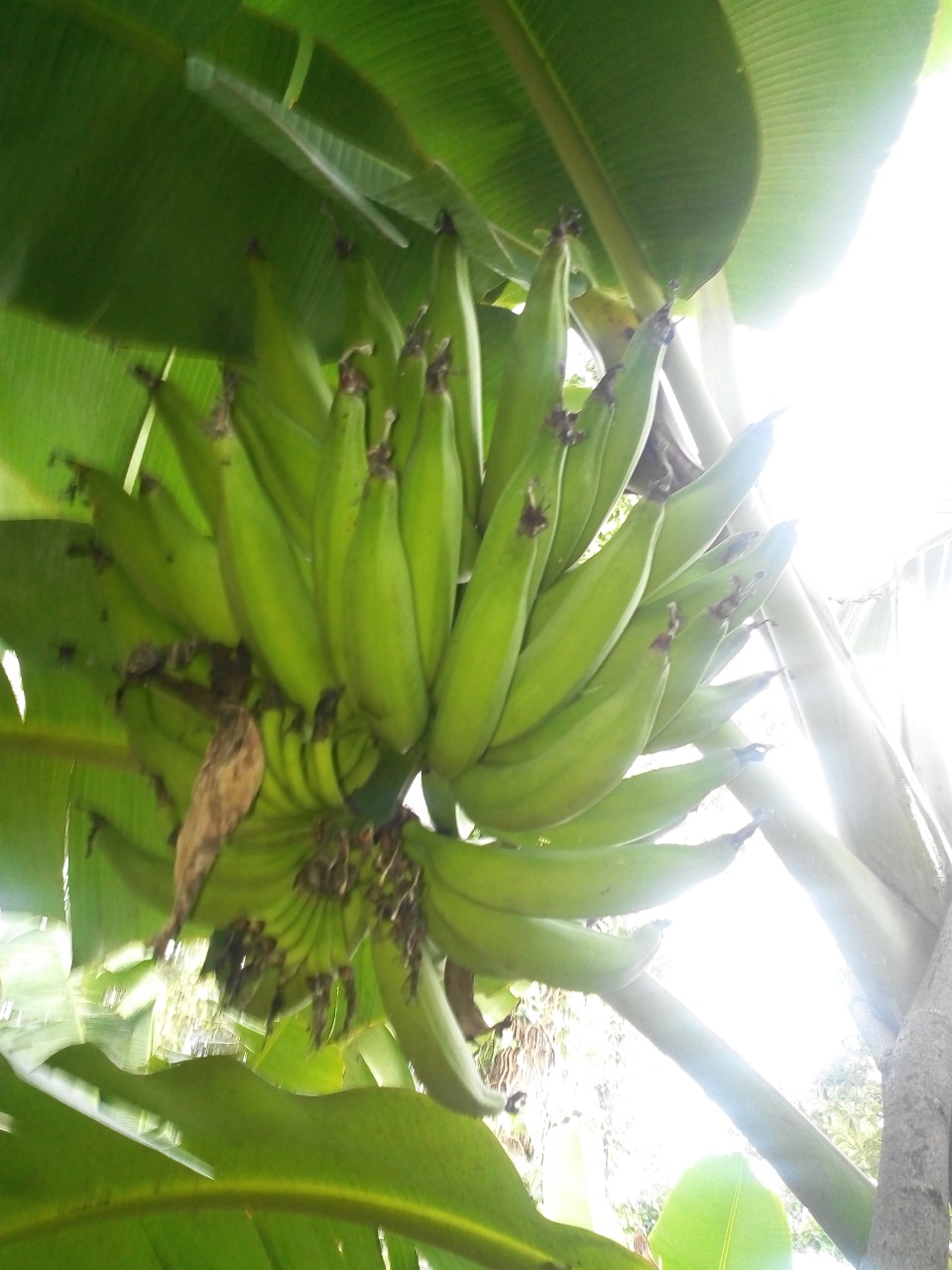 sakthi agro clinic Banana development project