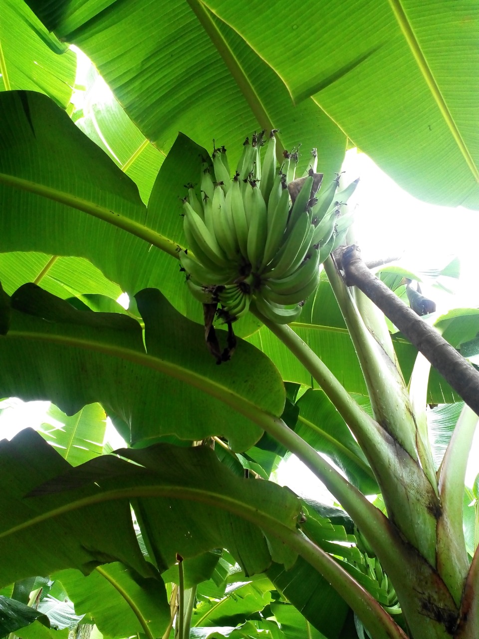 sakthi agro clinic Banana development project