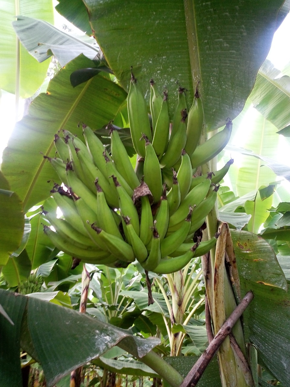 sakthi agro clinic Banana development project