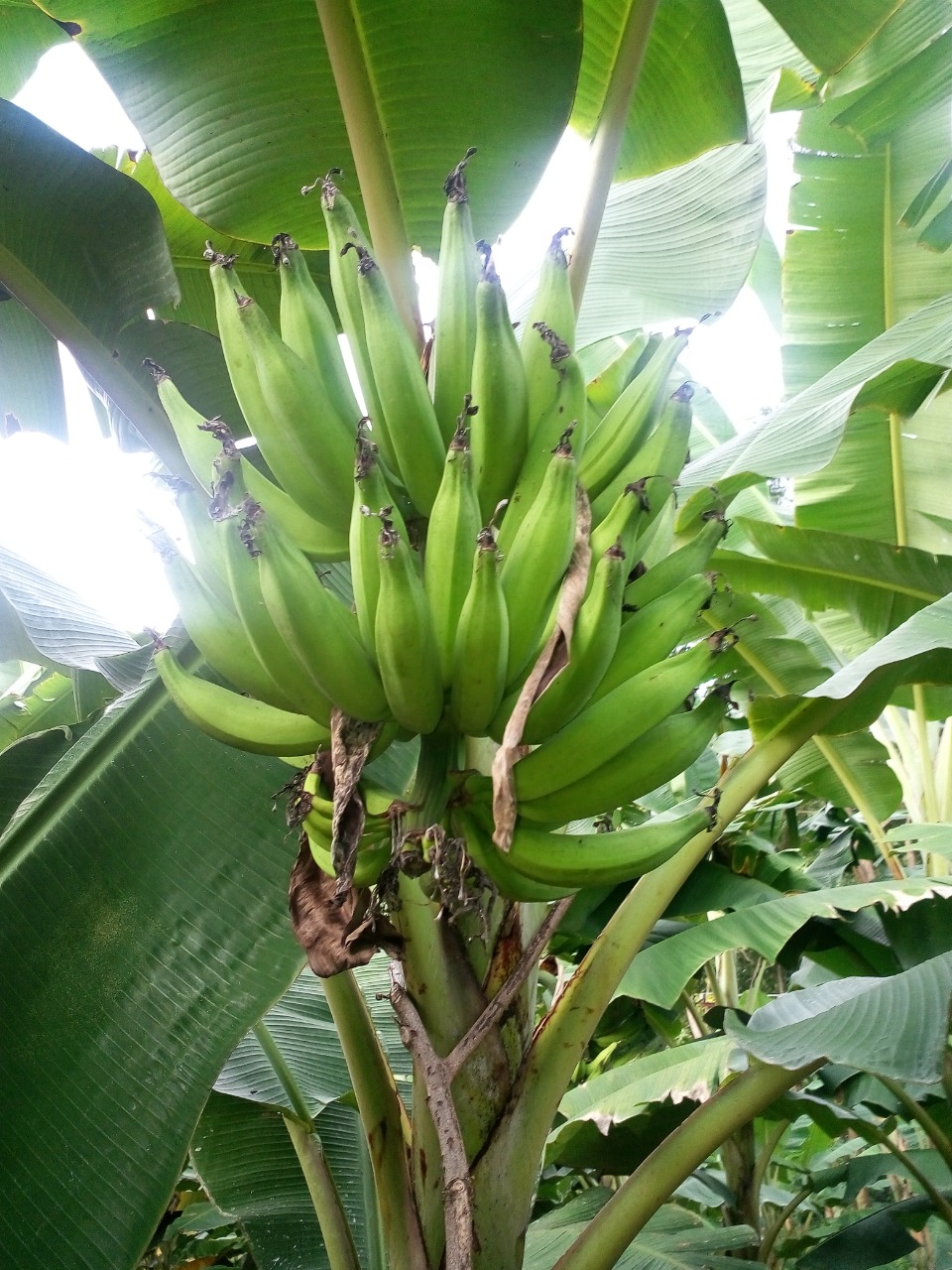 sakthi agro clinic Banana development project