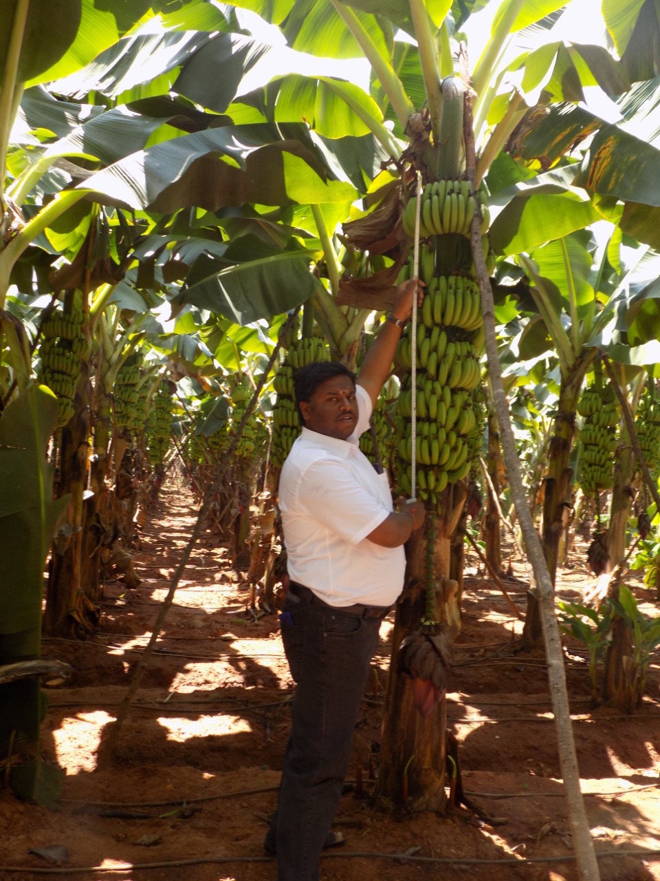 sakthi agro clinic Banana development project