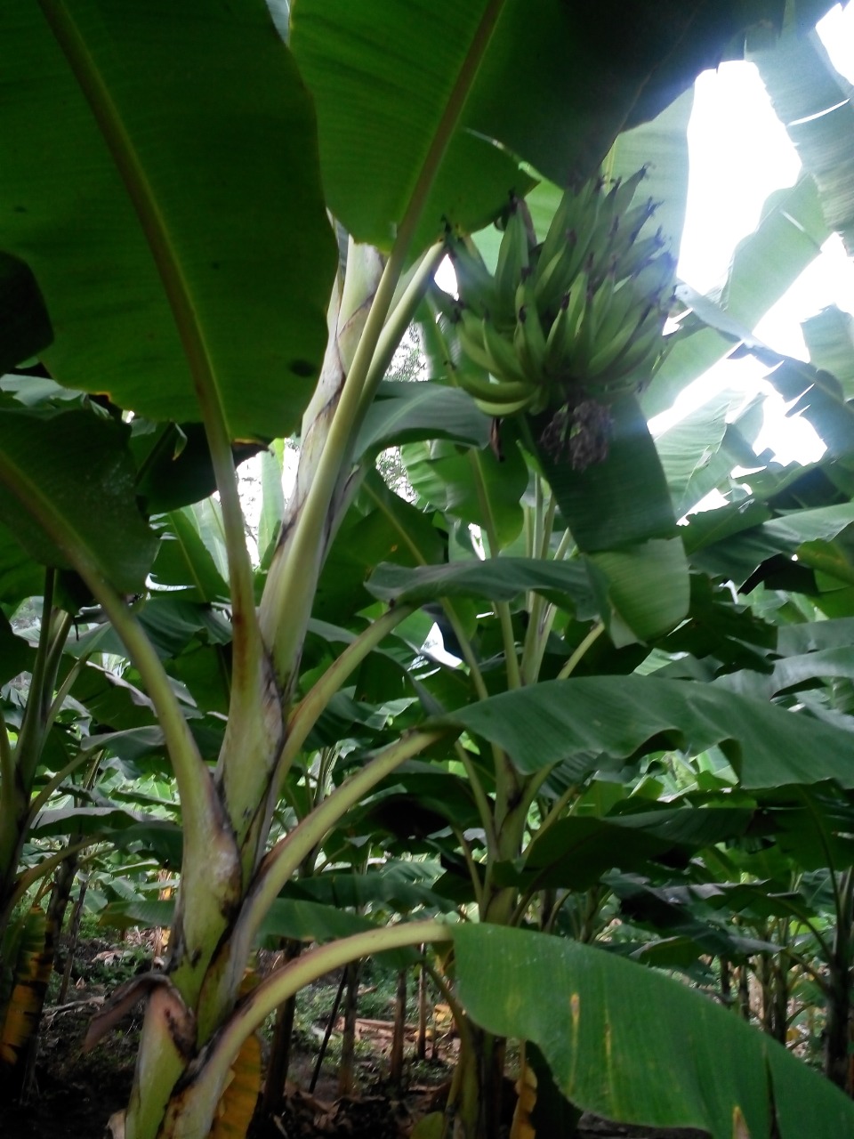sakthi agro clinic Banana development project