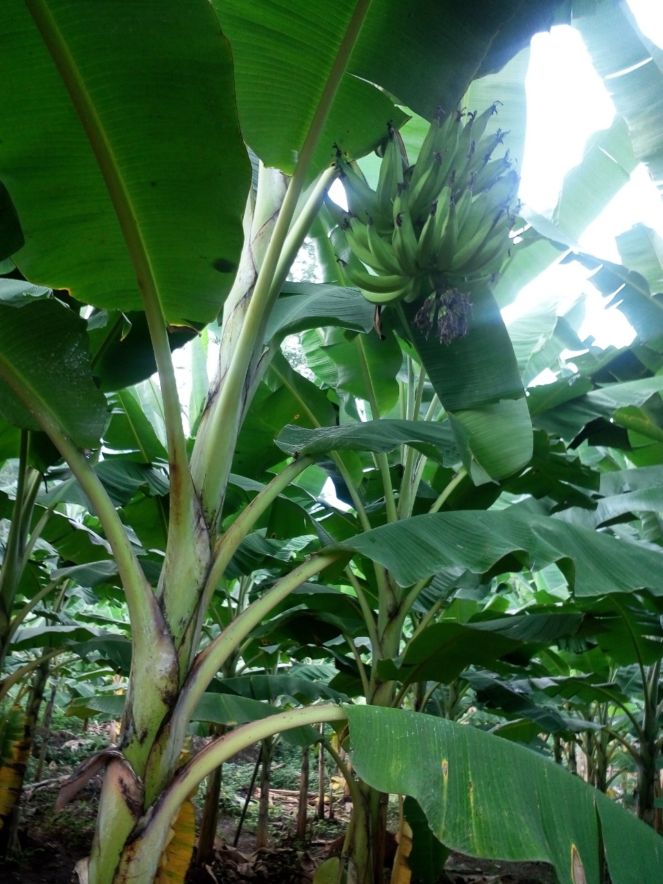 sakthi agro clinic Banana development project