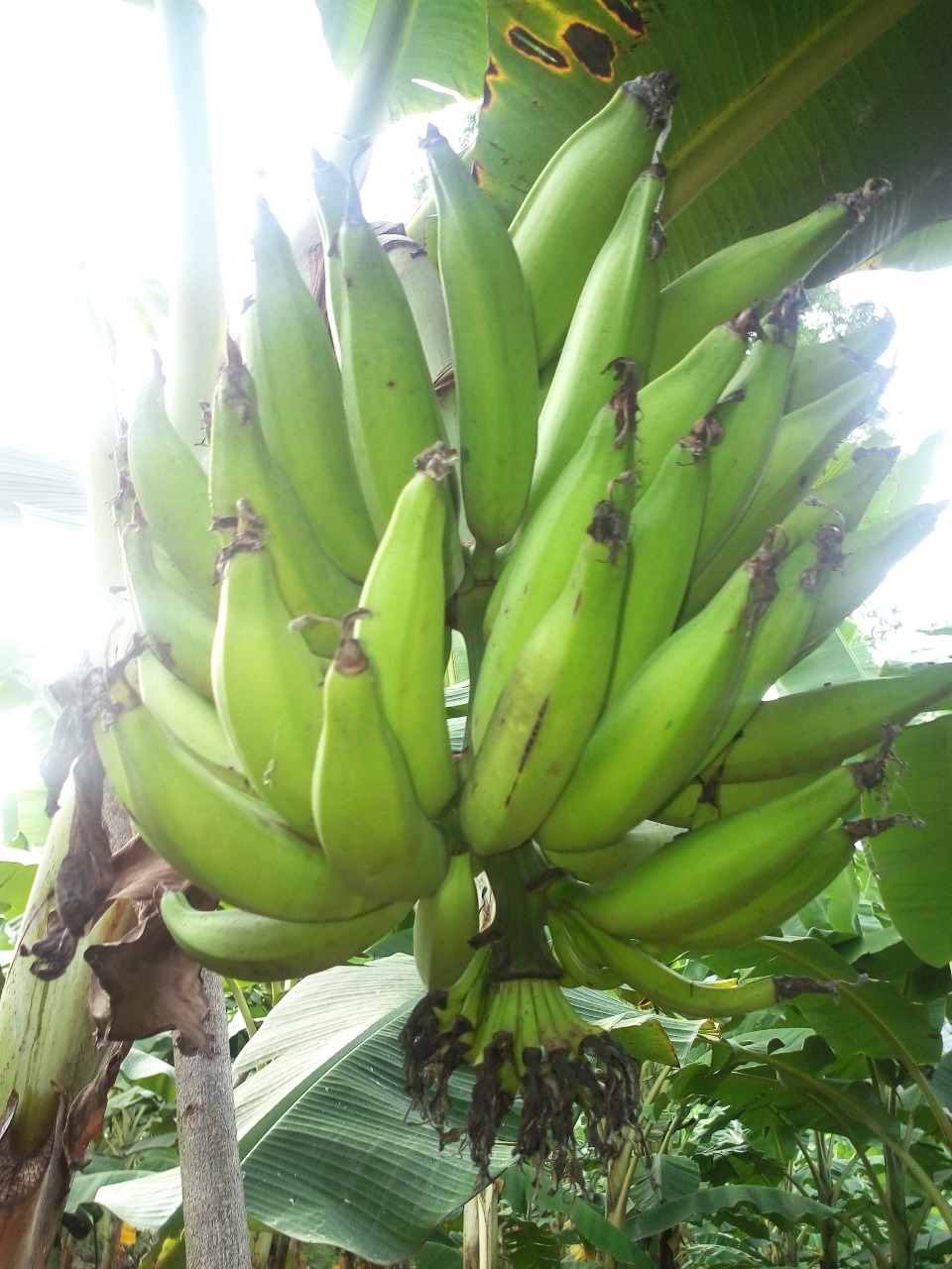 sakthi agro clinic Banana development project