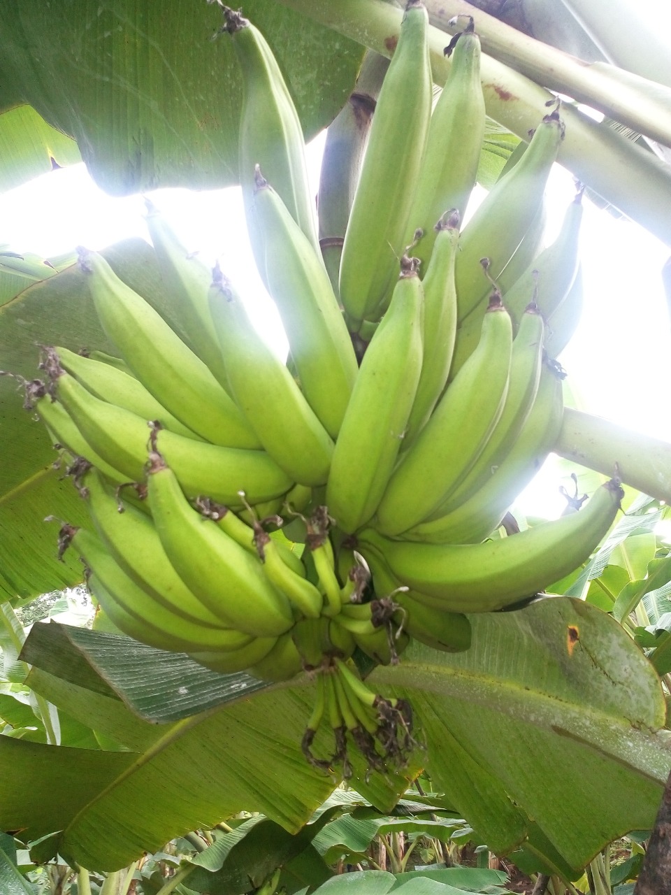 sakthi agro clinic Banana development project