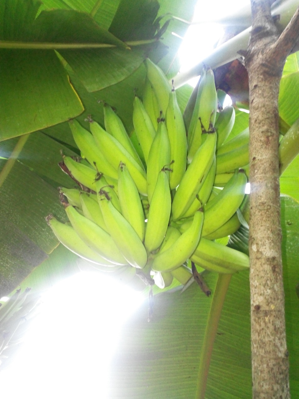 sakthi agro clinic Banana development project
