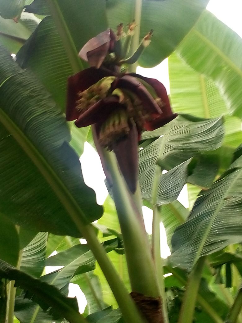 sakthi agro clinic Banana development project