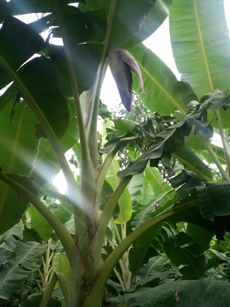sakthi agro clinic Banana development project
