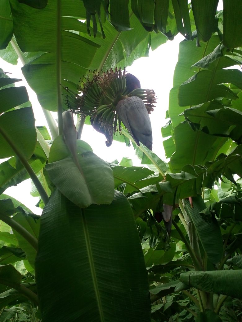 sakthi agro clinic Banana development project