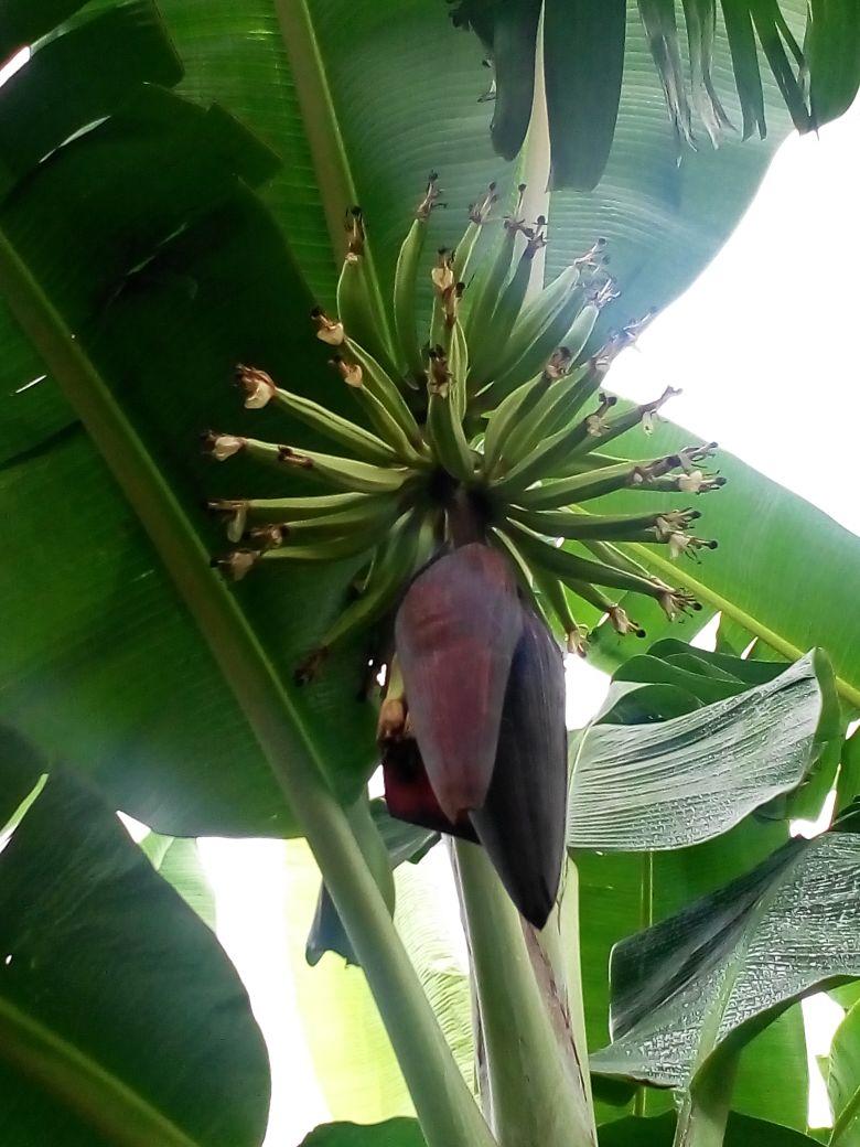 sakthi agro clinic Banana development project