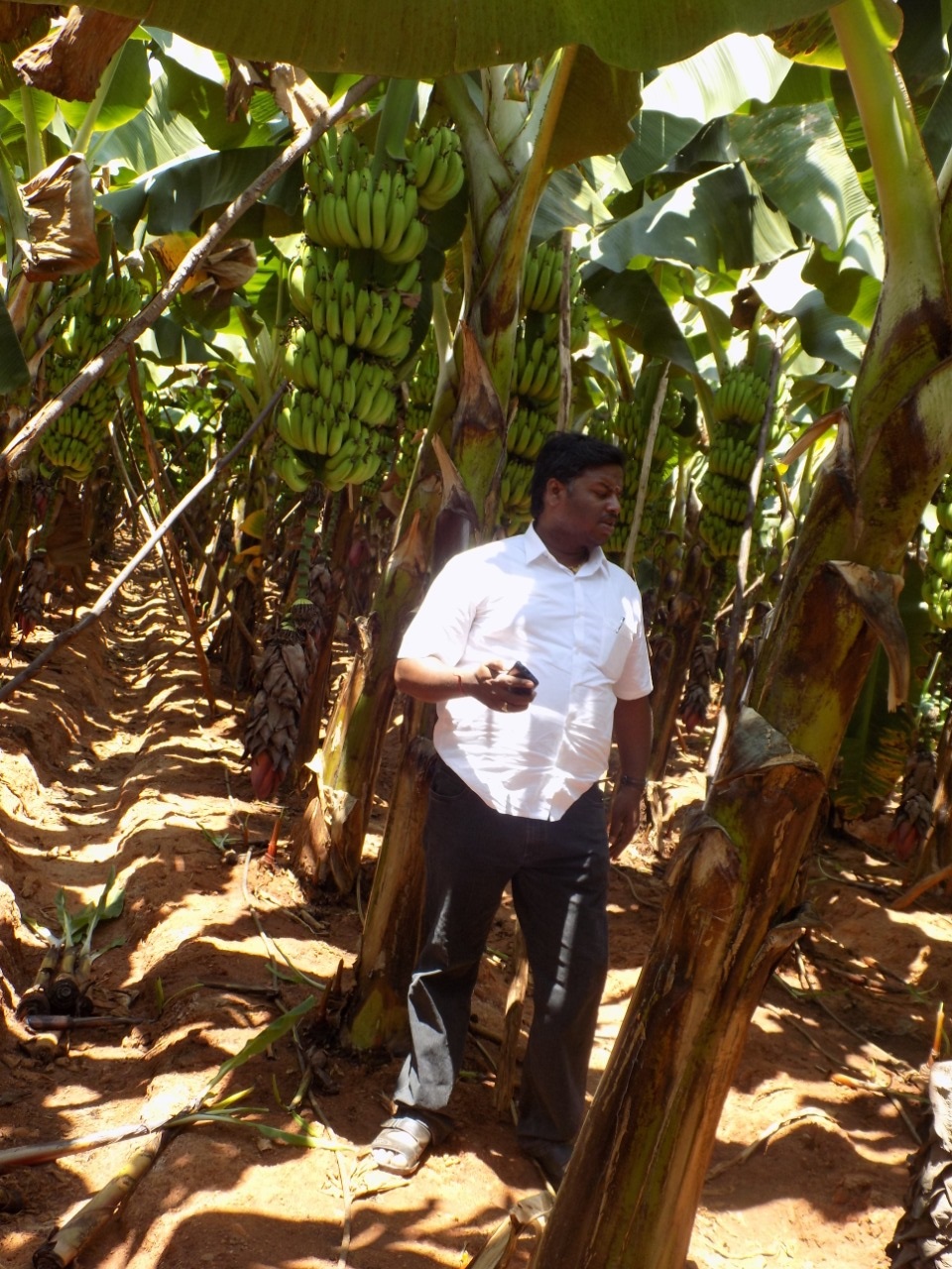 sakthi agro clinic Banana development project