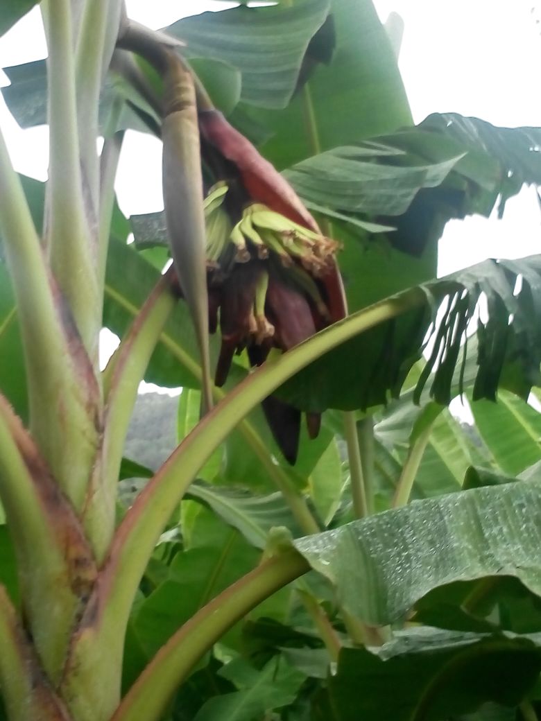sakthi agro clinic Banana development project
