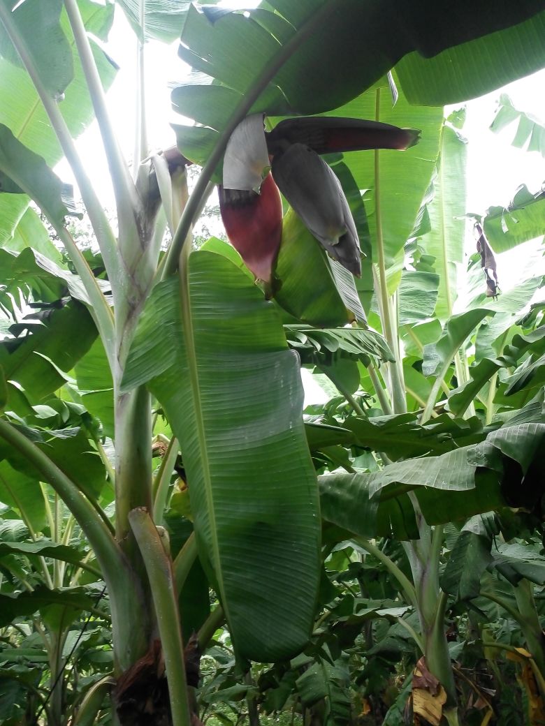 sakthi agro clinic Banana development project