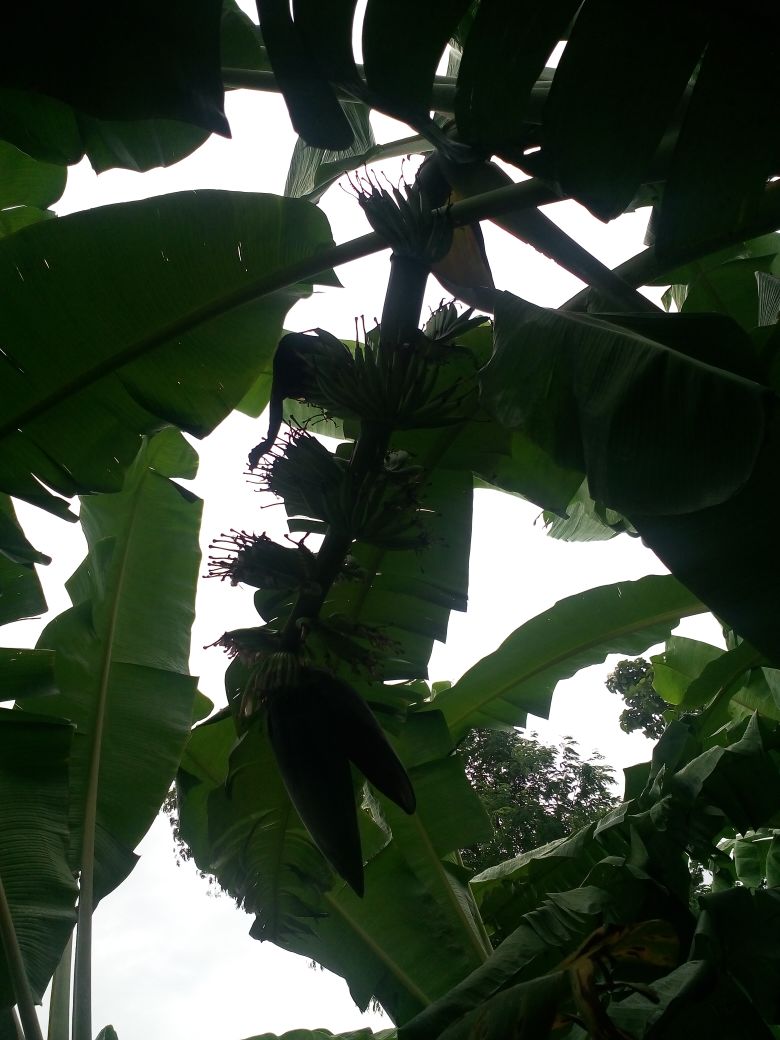 sakthi agro clinic Banana development project