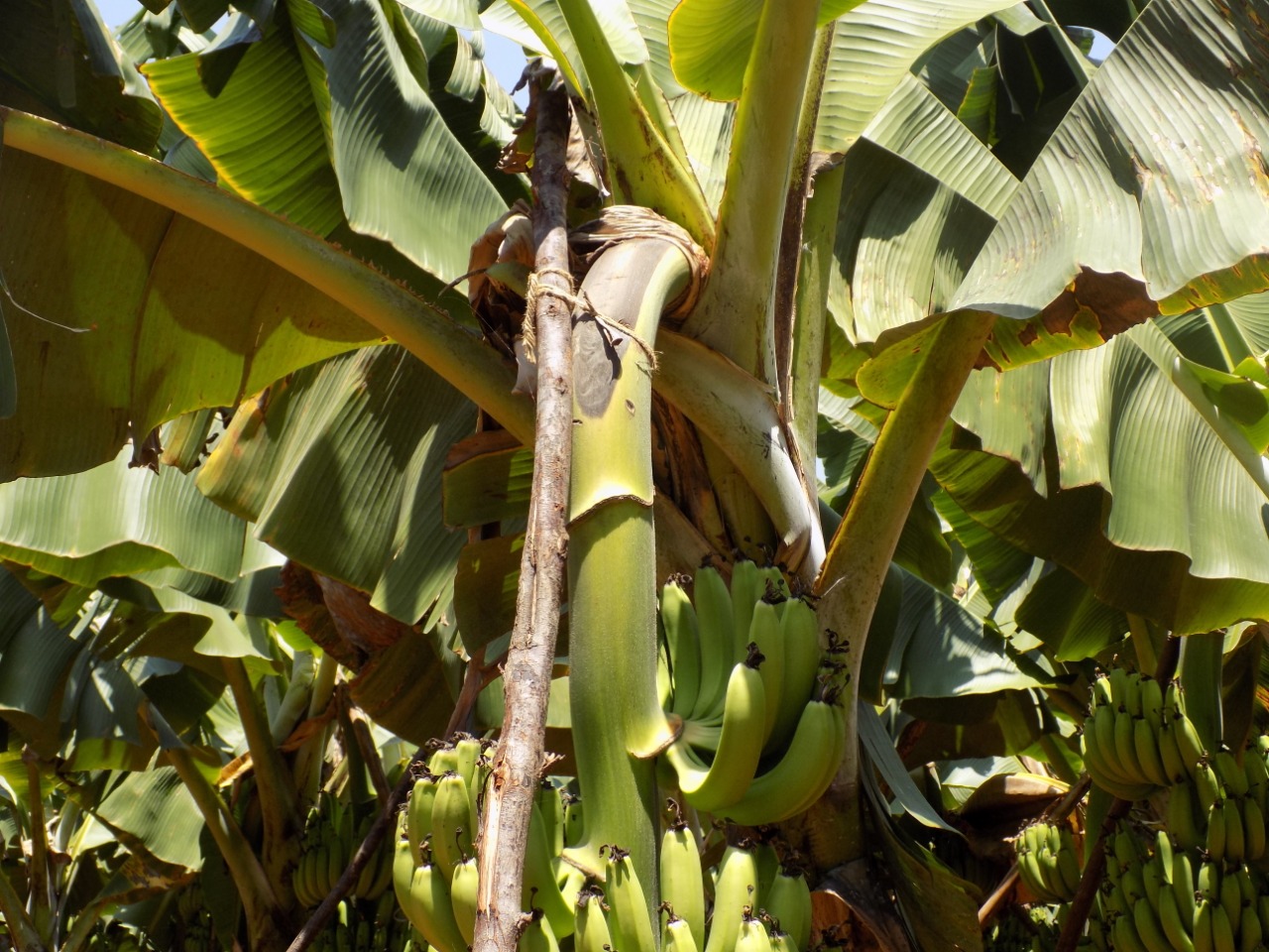 sakthi agro clinic Banana development project