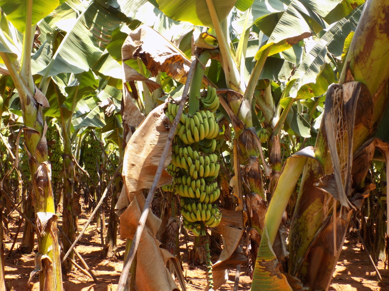 sakthi agro clinic Banana development project