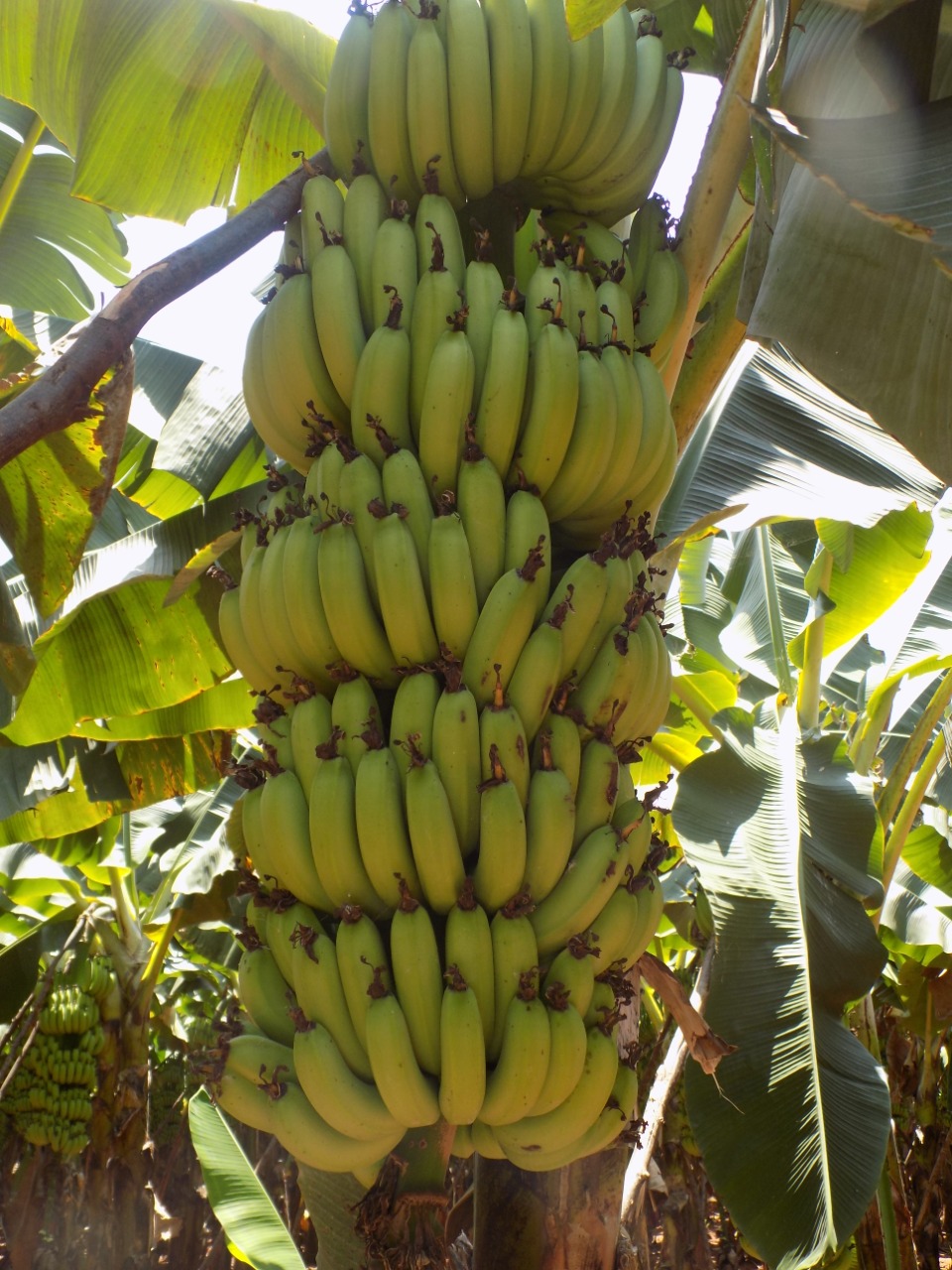 sakthi agro clinic Banana development project