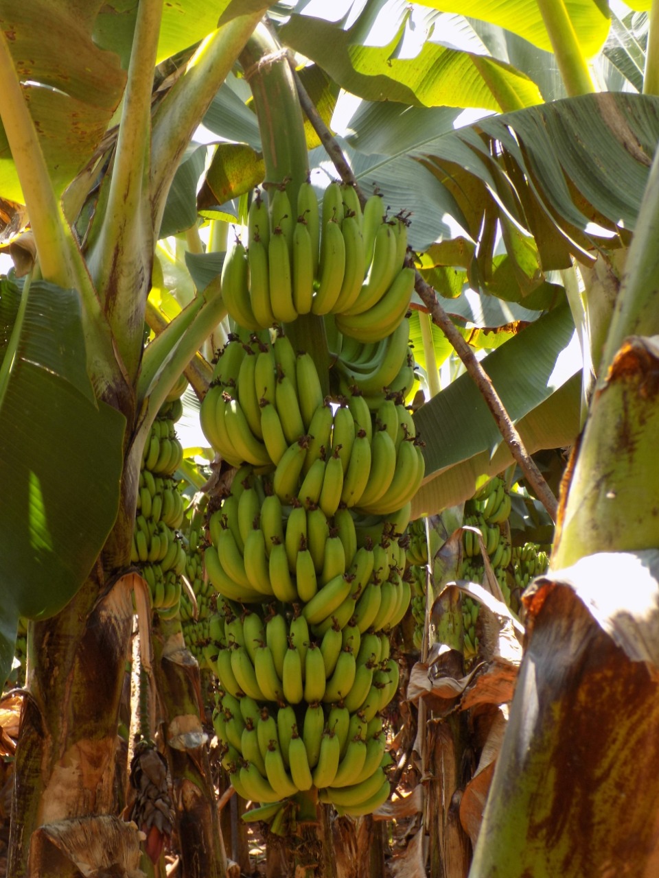sakthi agro clinic Banana development project