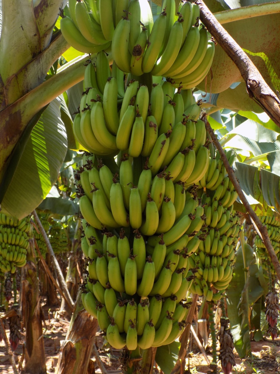 sakthi agro clinic Banana development project
