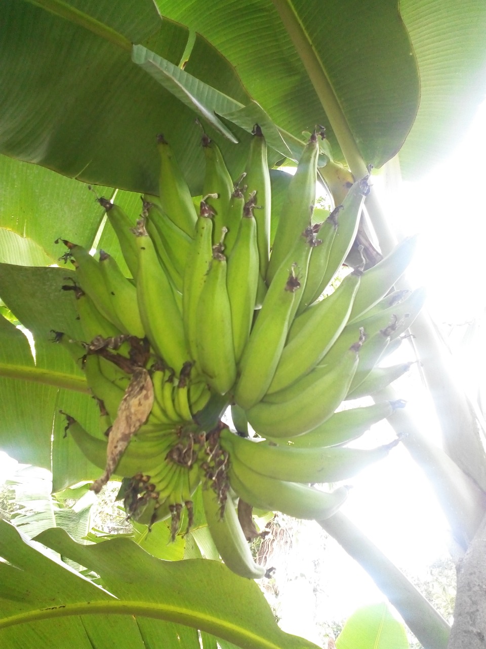 sakthi agro clinic Banana development project
