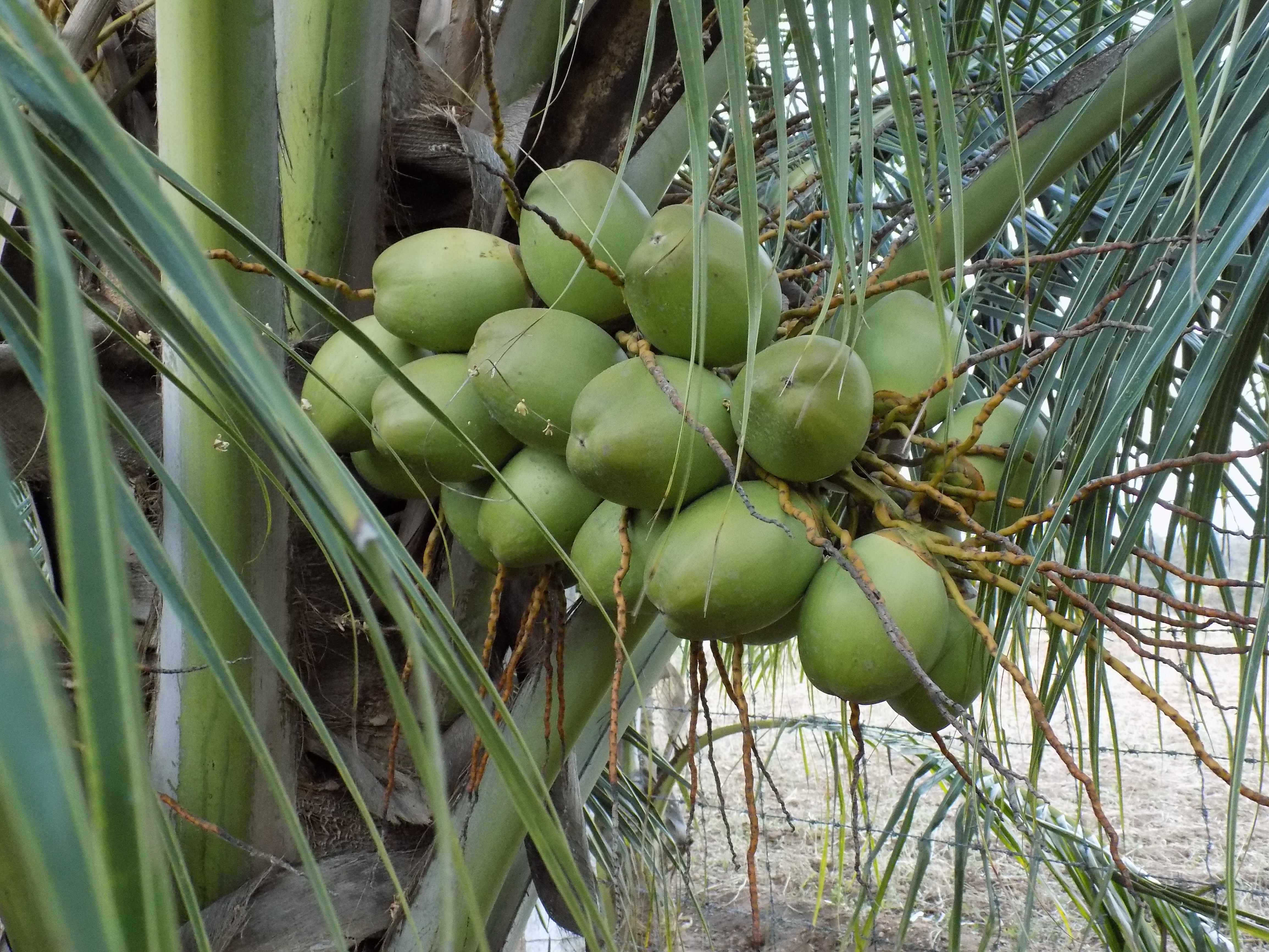 sakthi agro clinic