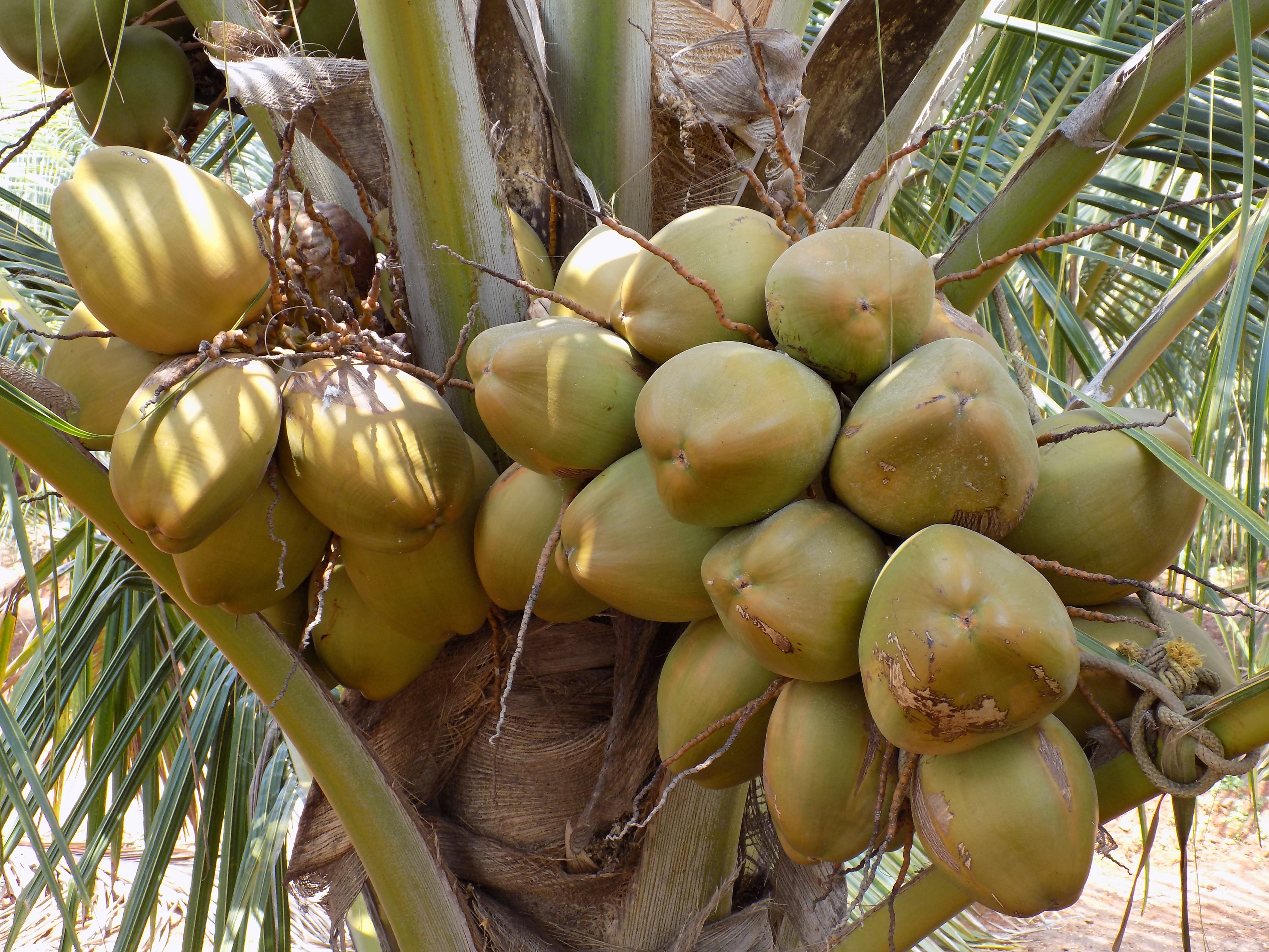 sakthi agro clinic