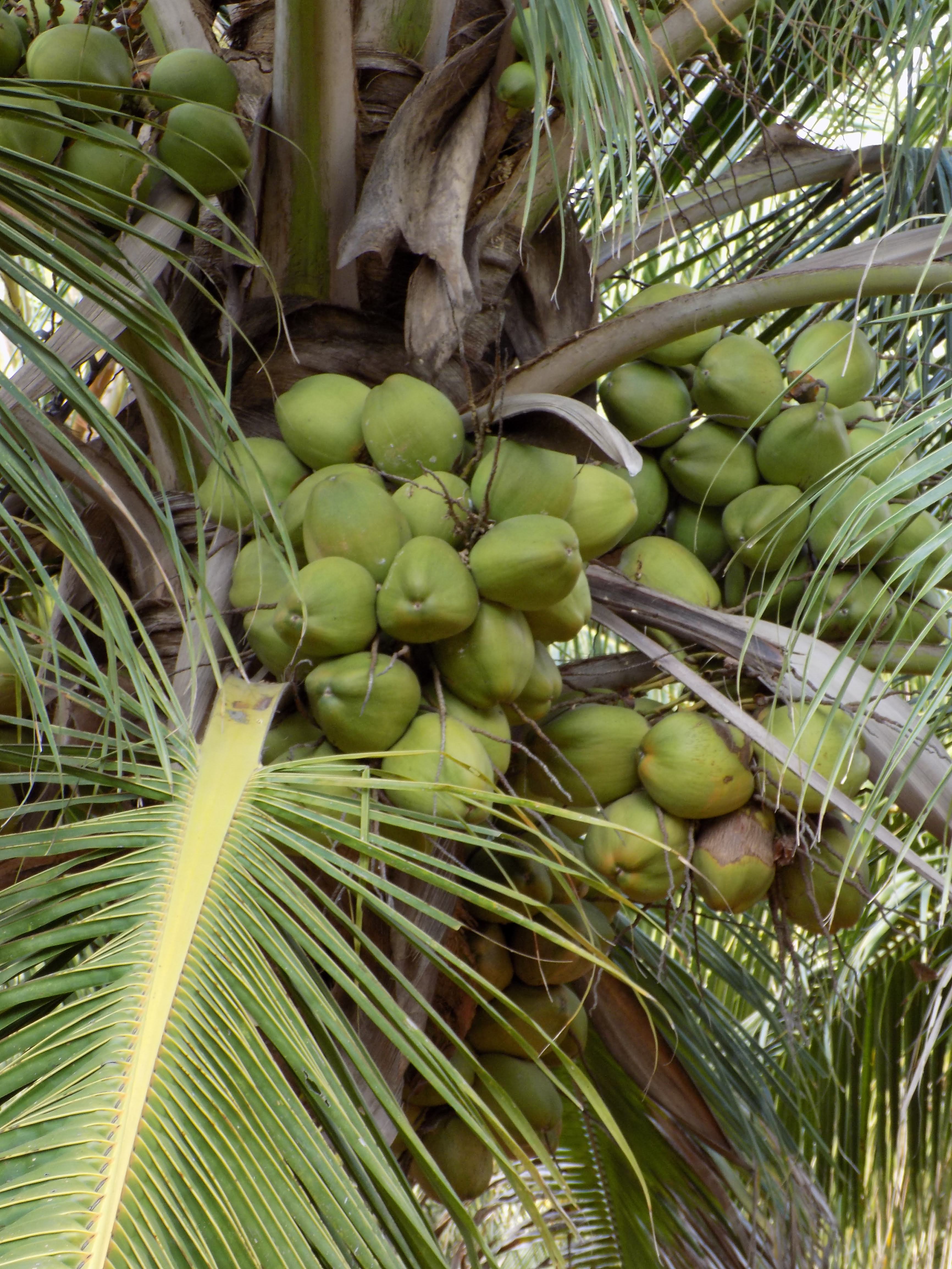 sakthi agro clinic