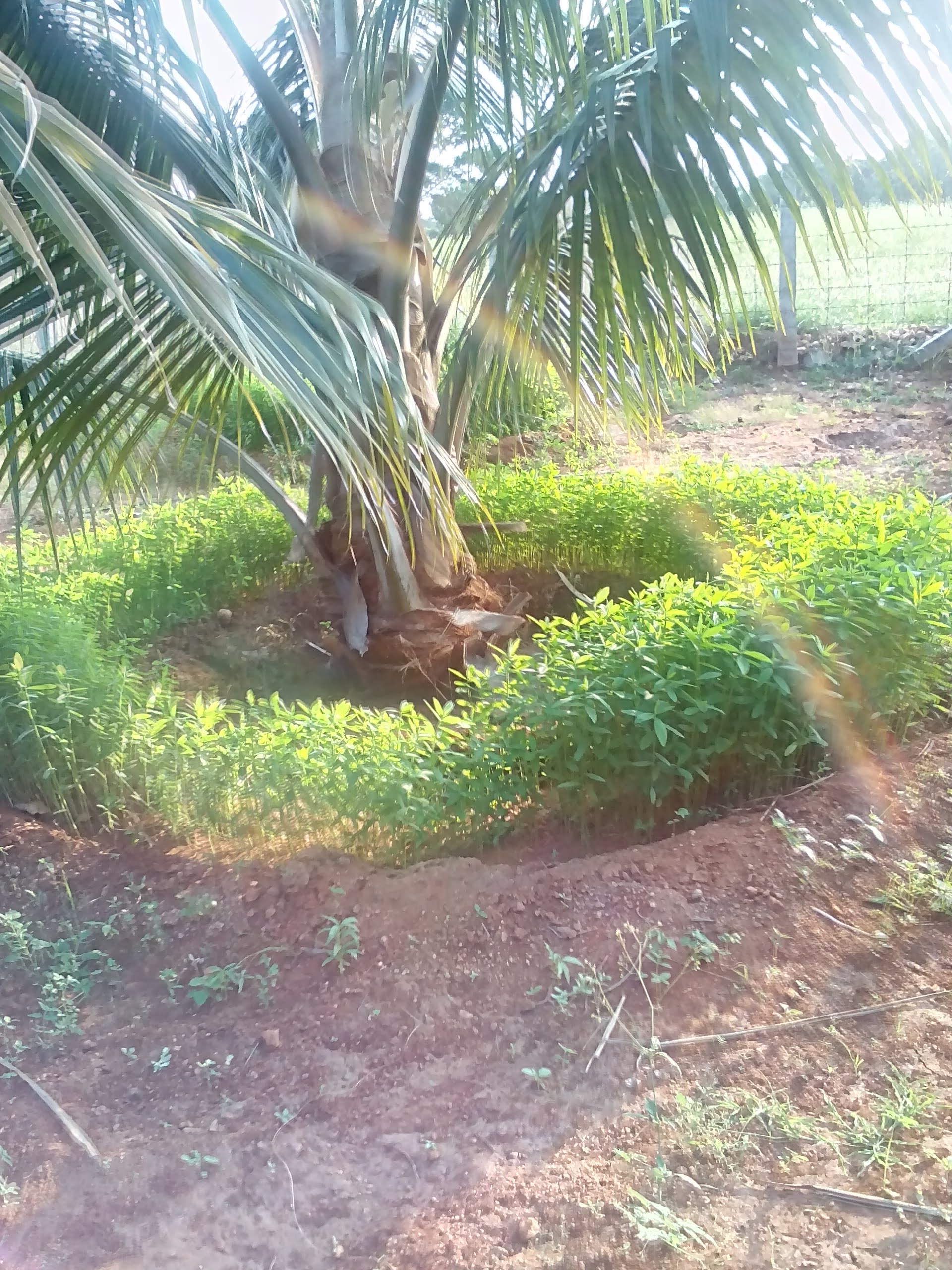 sakthi agro clinic