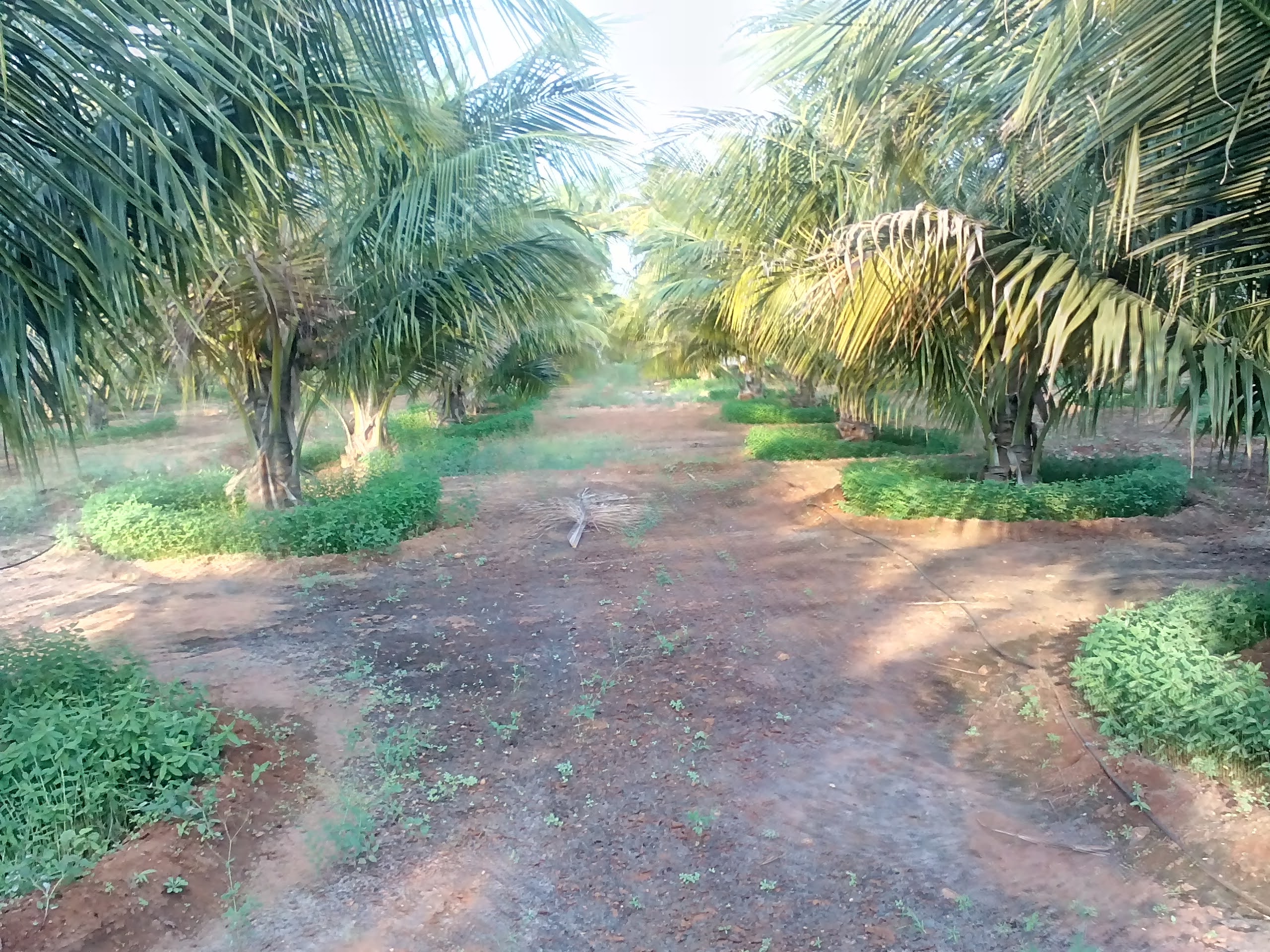 sakthi agro clinic