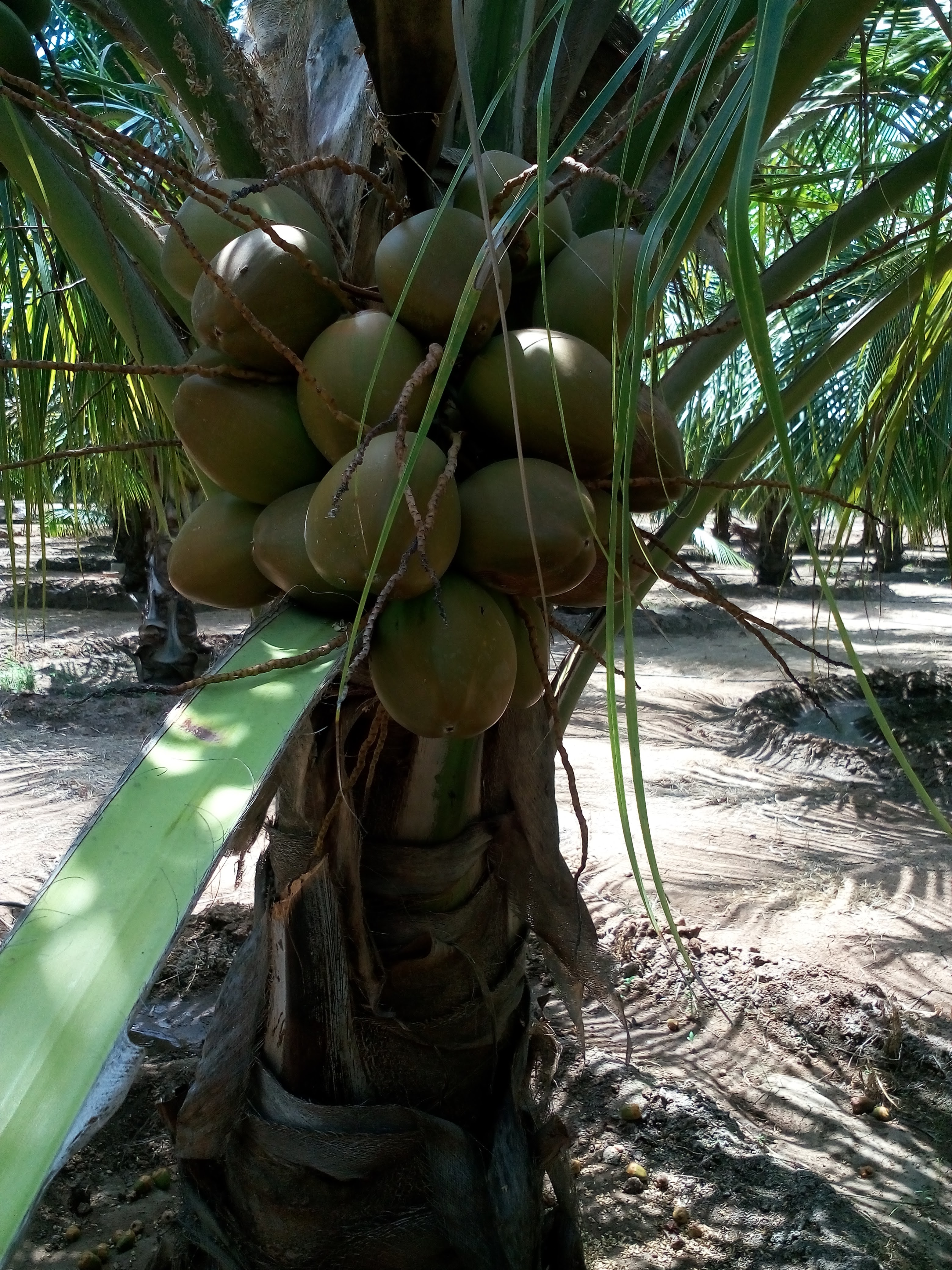 sakthi agro clinic