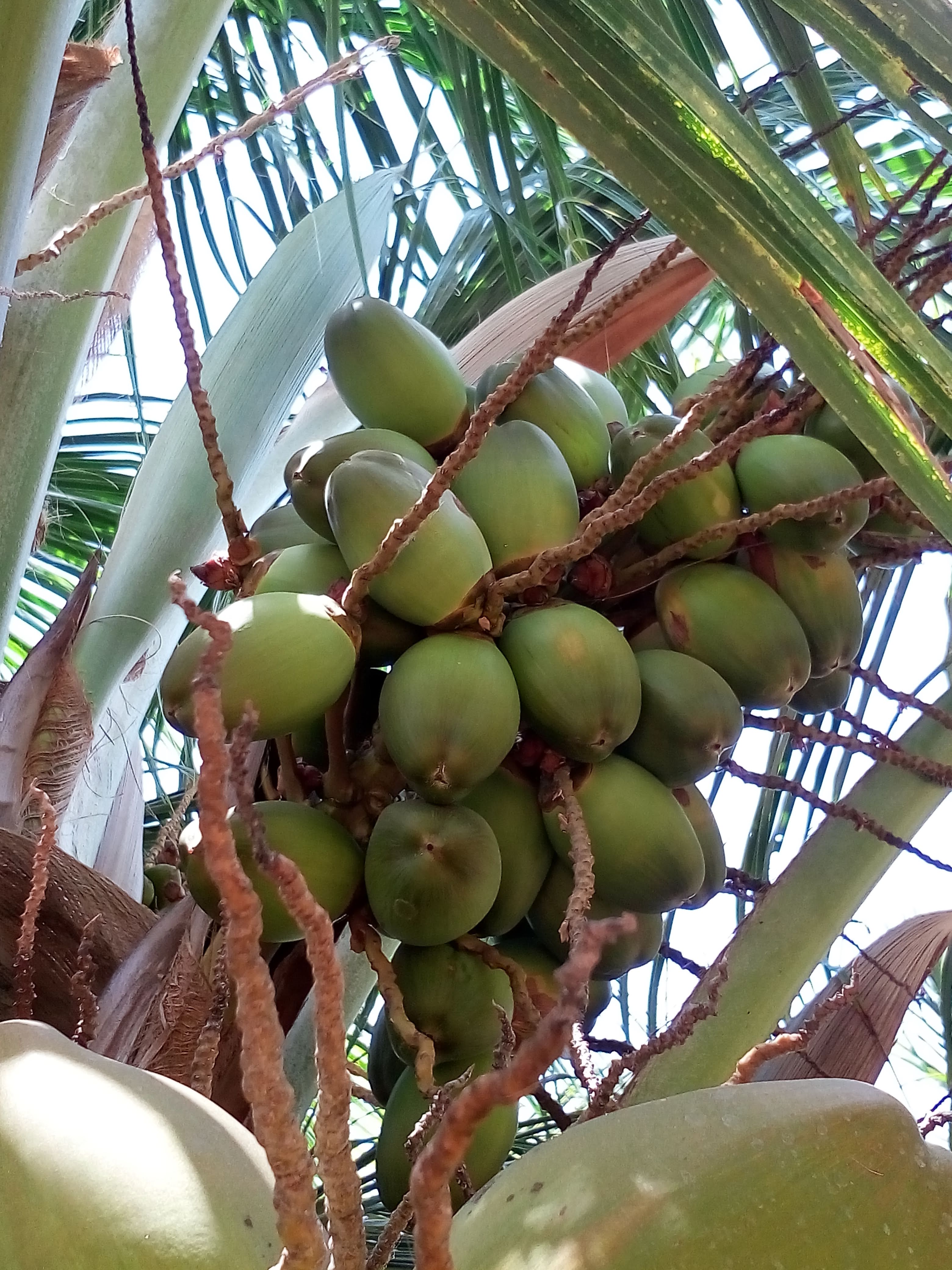 sakthi agro clinic