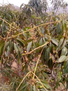 sakthi agro clinic mango plant nursery