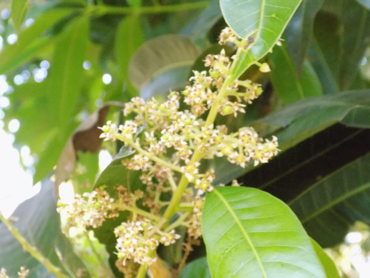 sakthi agro clinic mango plant nursery
