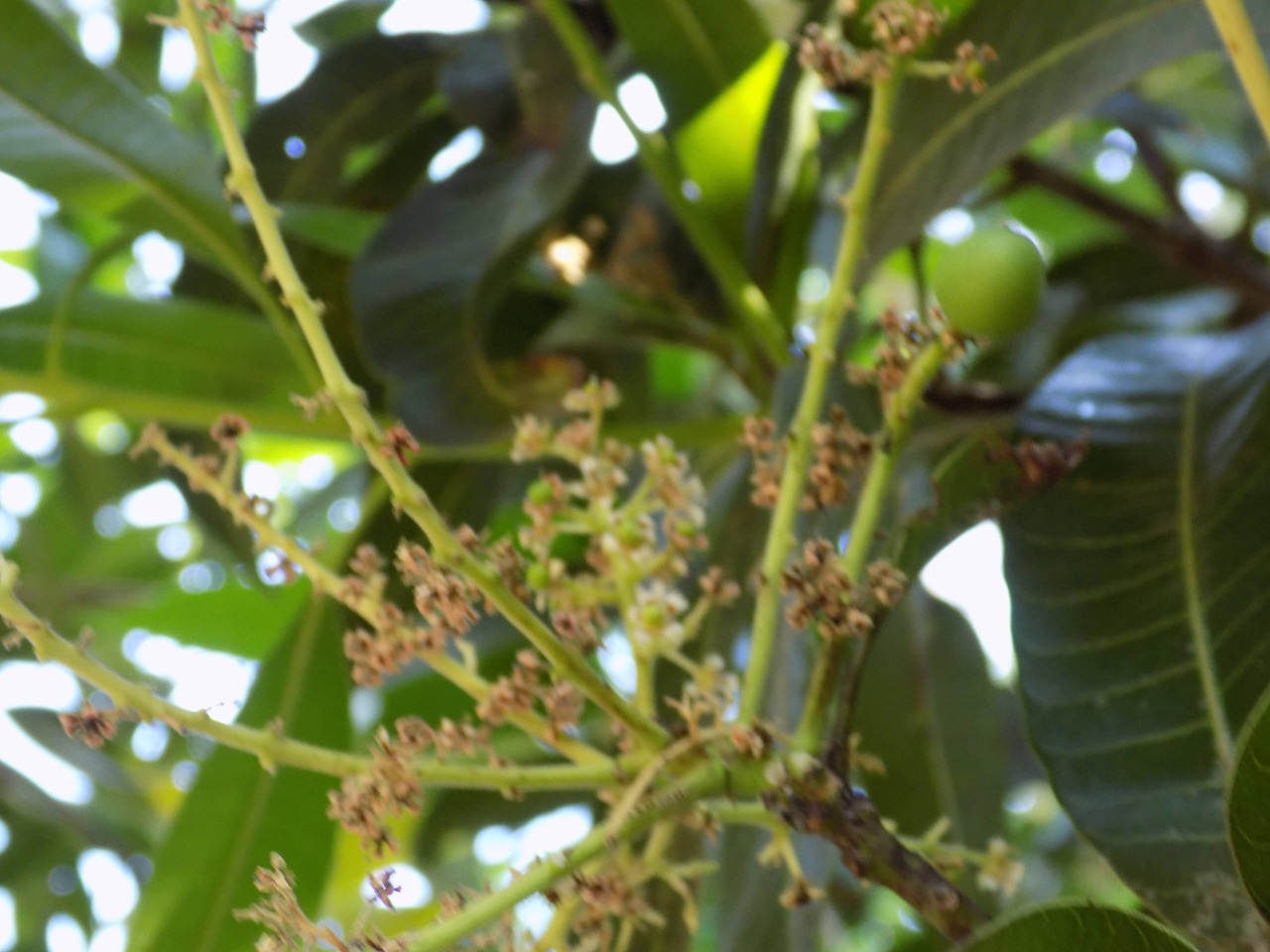 sakthi agro clinic mango plant nursery
