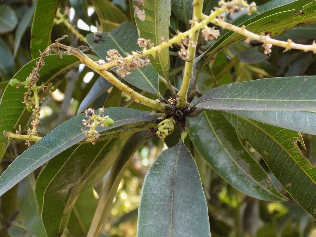 sakthi agro clinic mango plant nursery