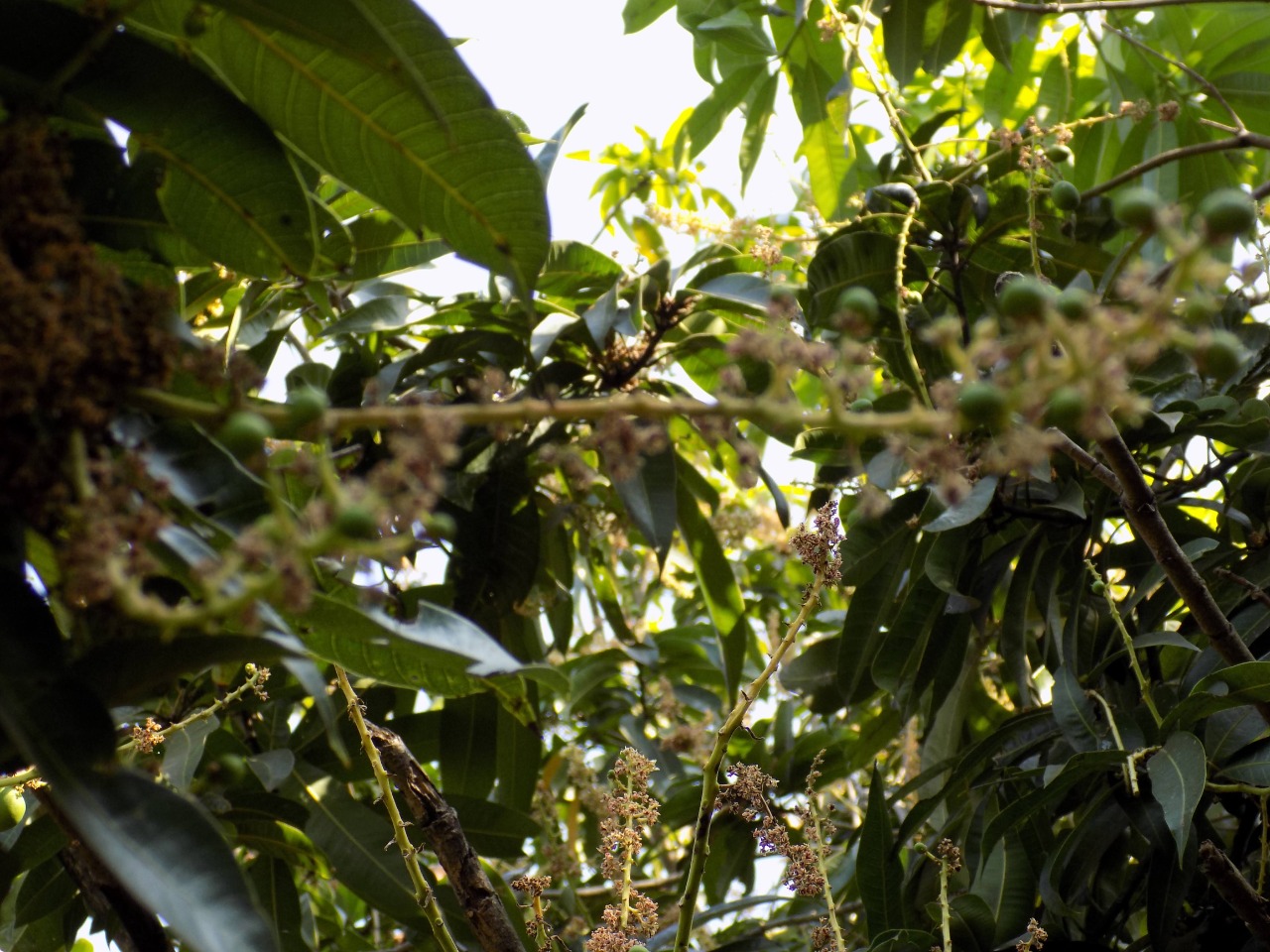 sakthi agro clinic mango plant nursery