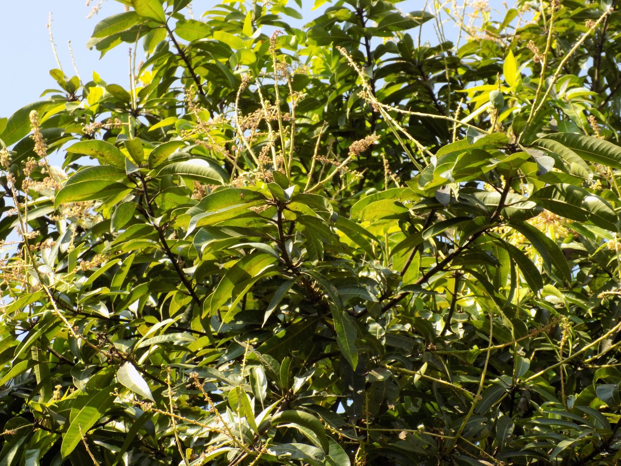 sakthi agro clinic mango plant nursery