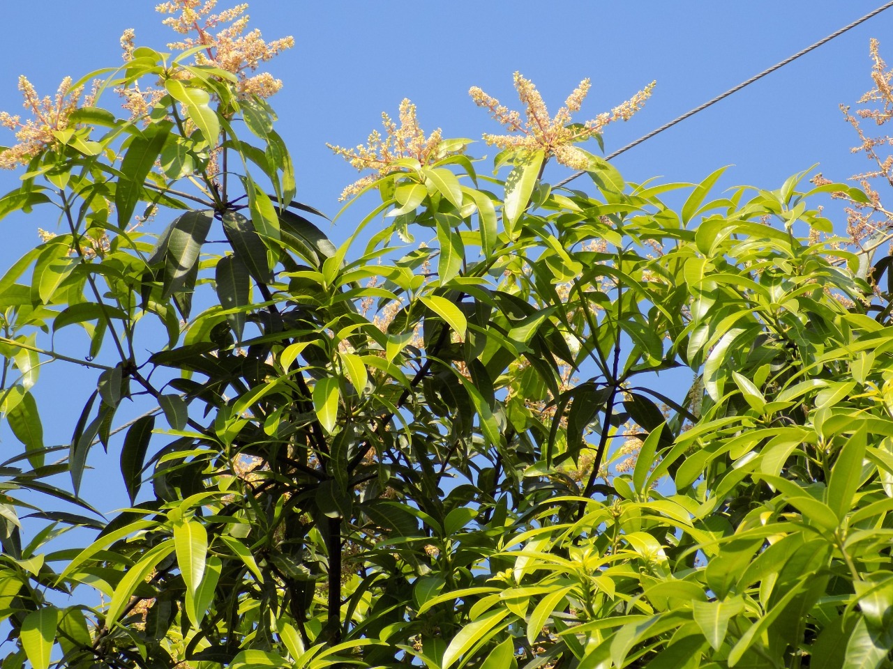 sakthi agro clinic mango plant nursery