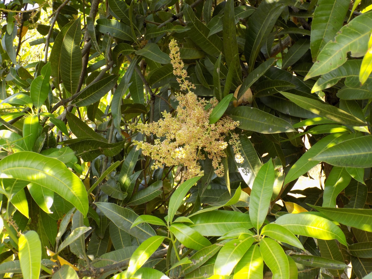 sakthi agro clinic mango plant nursery