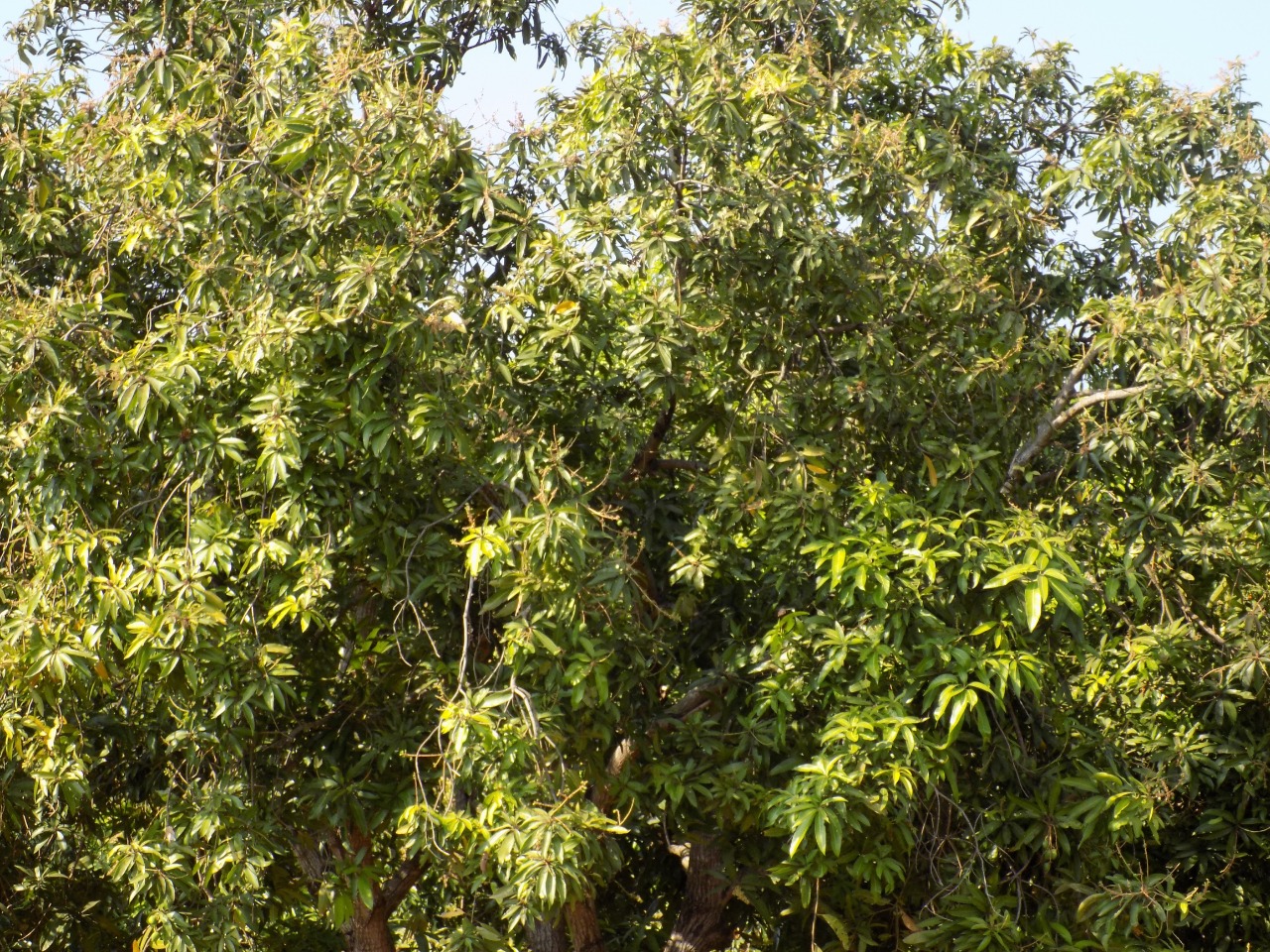 sakthi agro clinic mango plant nursery