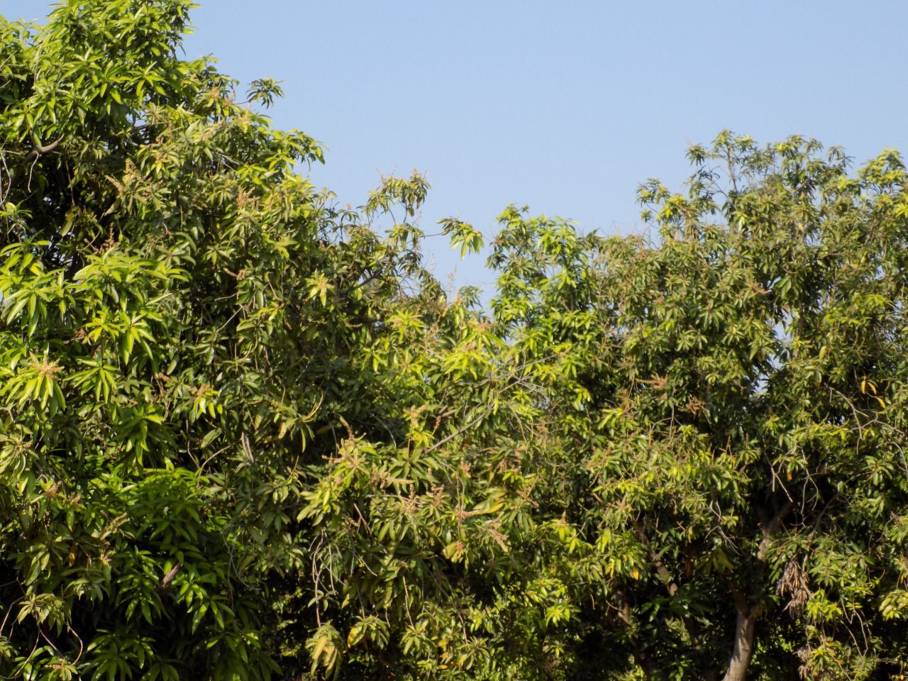 sakthi agro clinic mango plant nursery