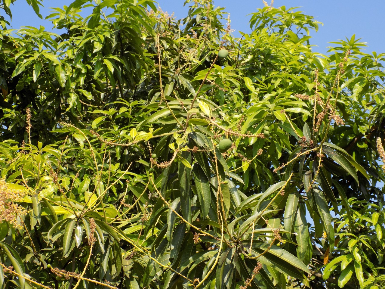 sakthi agro clinic mango plant nursery