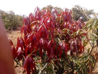 sakthi agro clinic mango plant nursery