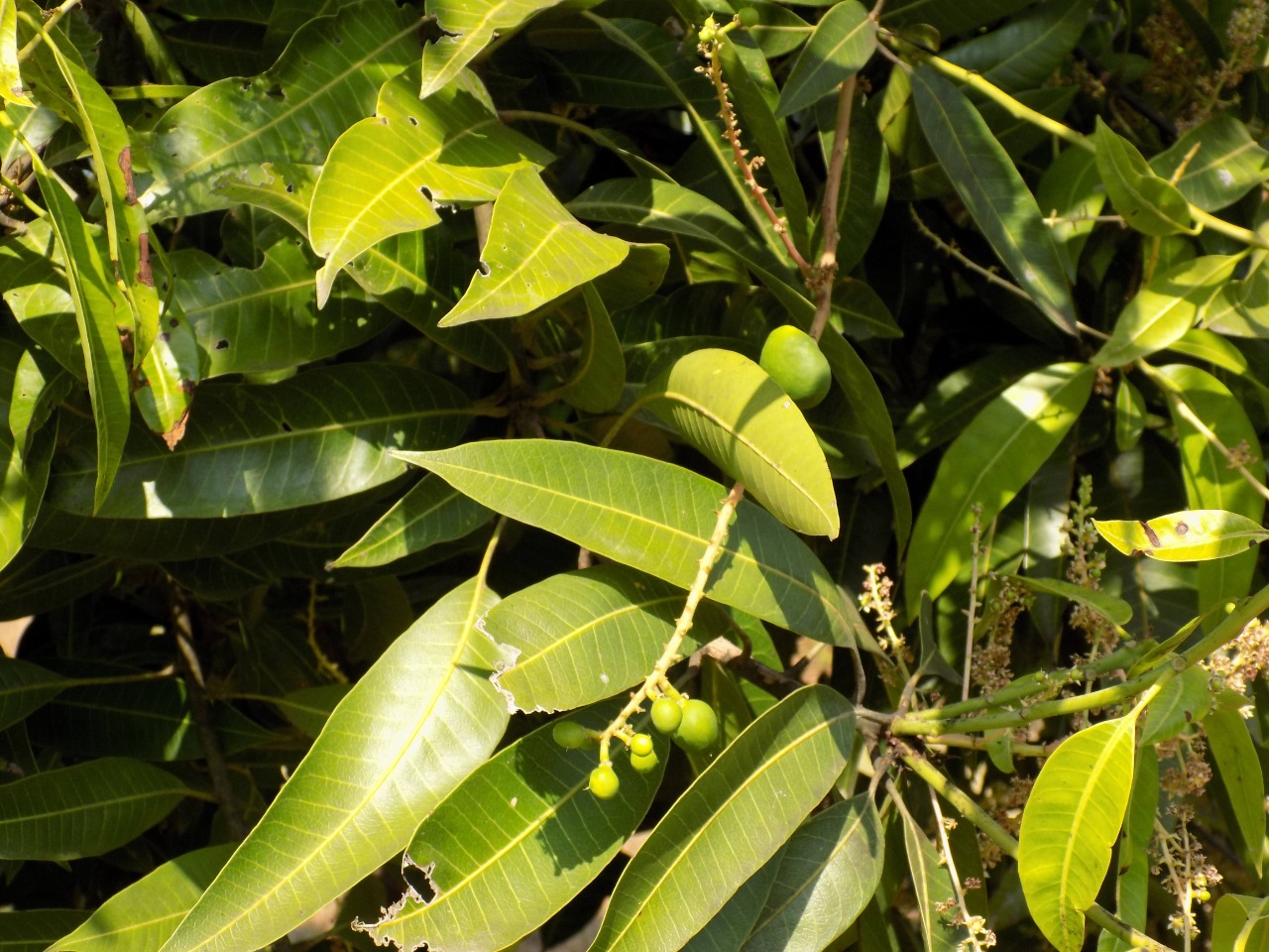 sakthi agro clinic mango plant nursery