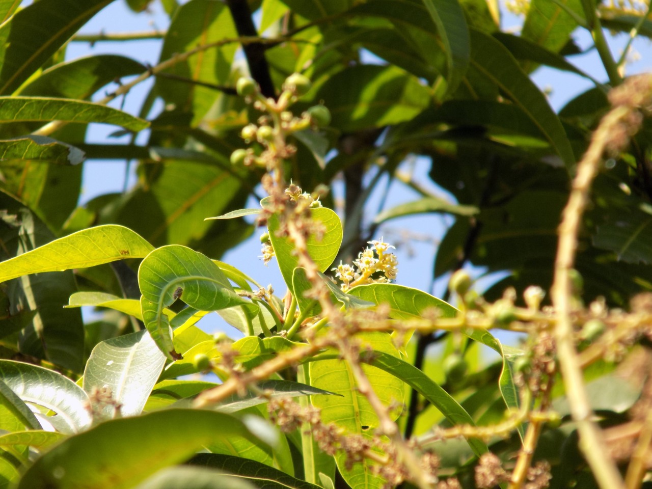 sakthi agro clinic mango plant nursery