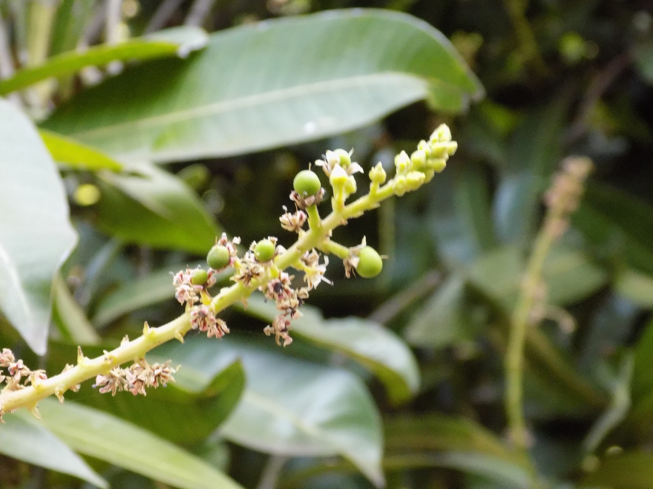 sakthi agro clinic mango plant nursery
