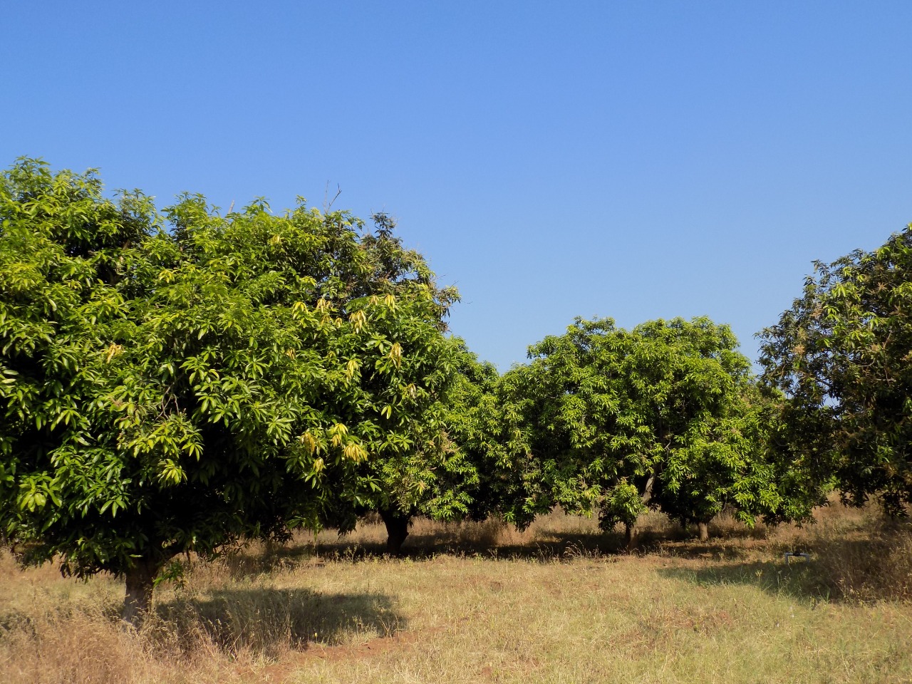 sakthi agro clinic mango plant nursery